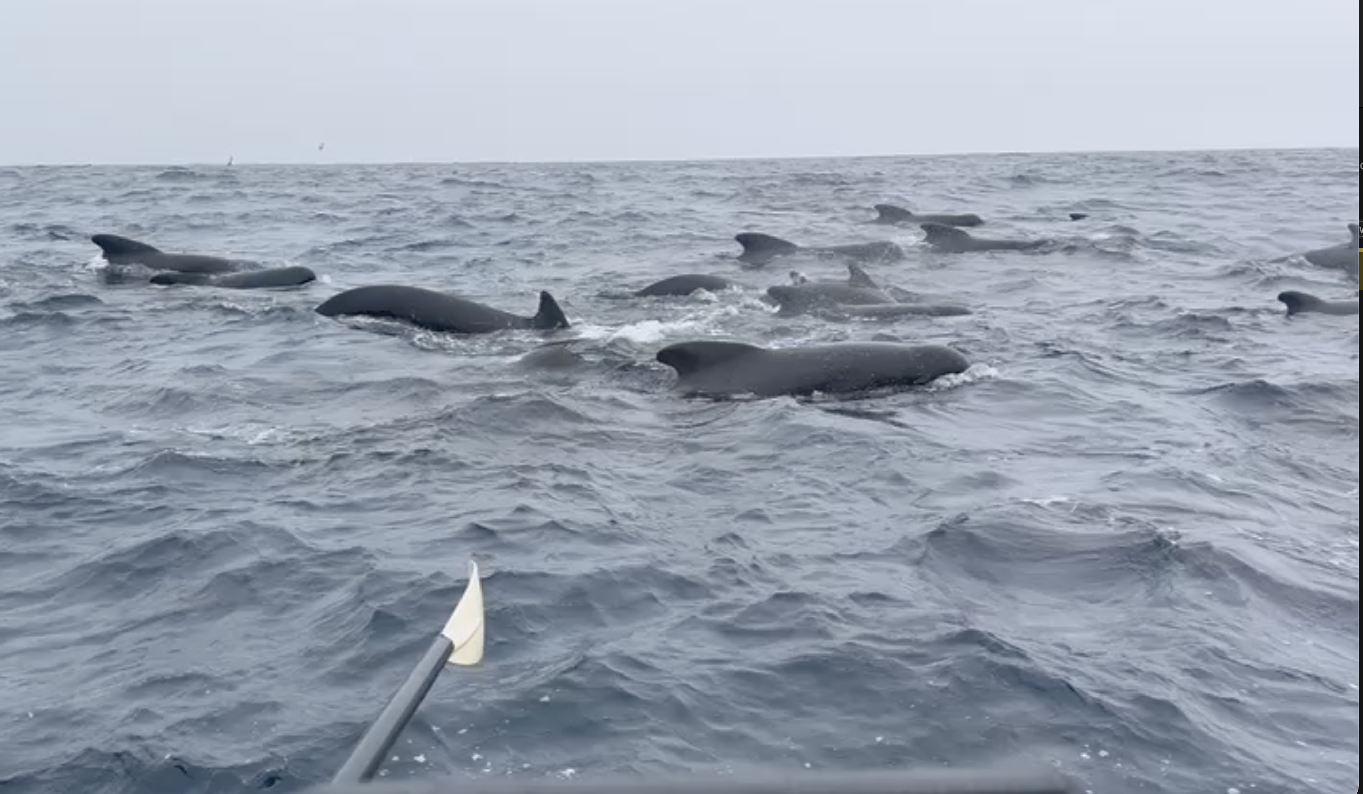 Tom Waddington, who is rowing across the Atlantic Ocean, filmed an hours-long encounter with what he believes were long-finned pilot whales. He enjoyed their visit — until one smacked into his small boat.