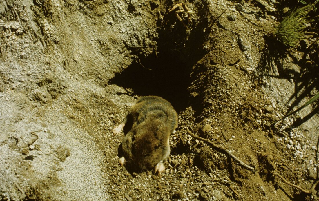 A pocket gopher is seen in its home on a meadow in the Butte Camp area on the southern side of Mount St. Helens, and appears to be climbing out of a hole in a patch of dirt.