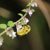 Wild pollinators like this bumblebee are integral to farmers' livelihoods and nutrition.