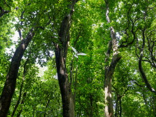 A white tern takes flight among native trees on Palmyra Atoll.
