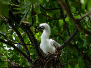 A juvenile red-footed booby sits on a nest. Palmyra Atoll has one of the largest red-footed booby populations in the world.