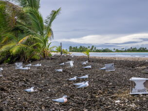 Fake decoy birds on Palmyra Atoll are used to attract seabirds that were once thought to nest there but are no longer found. The hope is to reestablish the populations. One species, the gray-backed tern, recently reappeared and has nested there for four years in a row.