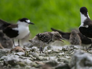 Ground-nesting birds, like the sooty tern, are highly vulnerable to invasive rat populations.