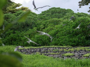 Roughly 100,000 sooty terns nest on Palmyra Atoll. The birds spend years at sea before returning to land to breed.