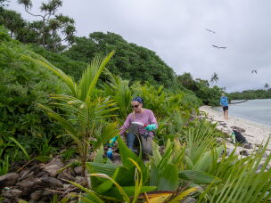 Katie Baur, a conservation science volunteer on Palmyra Atoll, saws down invasive coconut palms. More than a million palm trees and sprouts have been removed from the atoll.