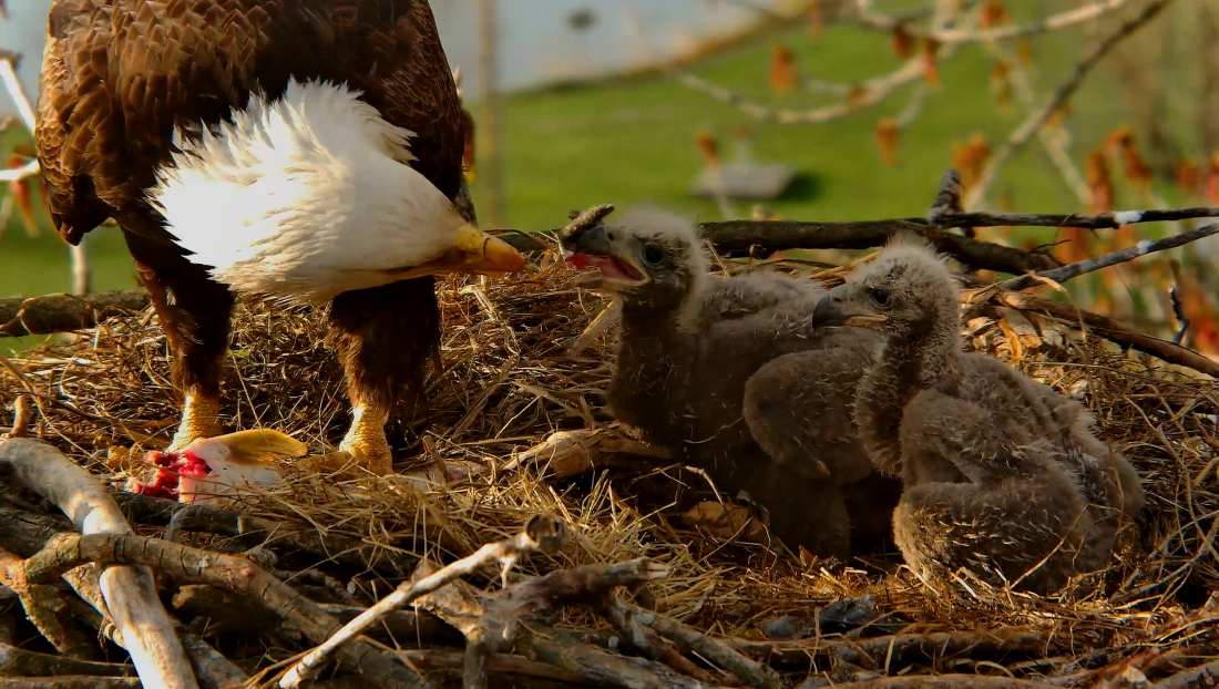 A bald eagle in Decorah, Iowa, feeds two eaglets in their nest.