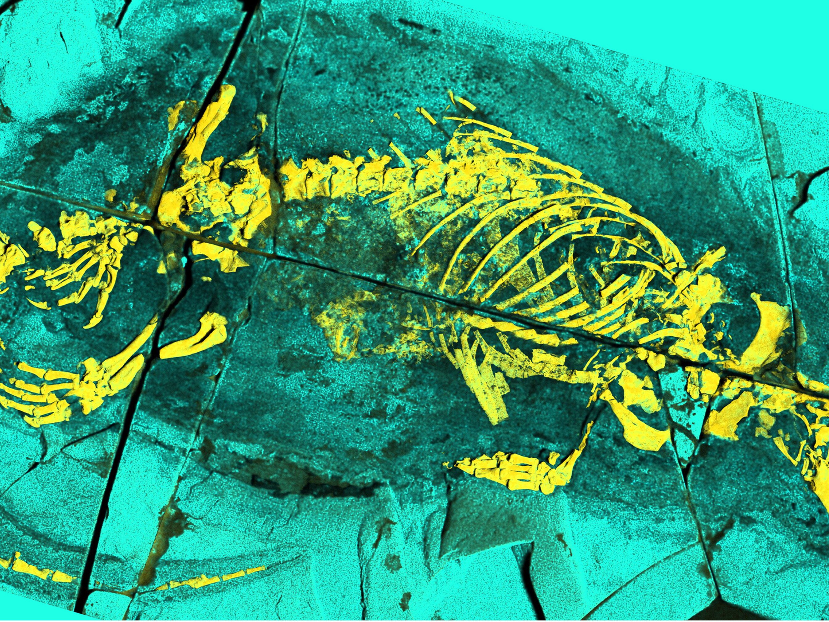 Photo: North Country Public Radio New Megacauda Fossil Sheds Light on Jurassic Mammaliaform Diversity