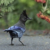 The Steller’s Jay—and dozens more—could get a new name soon.