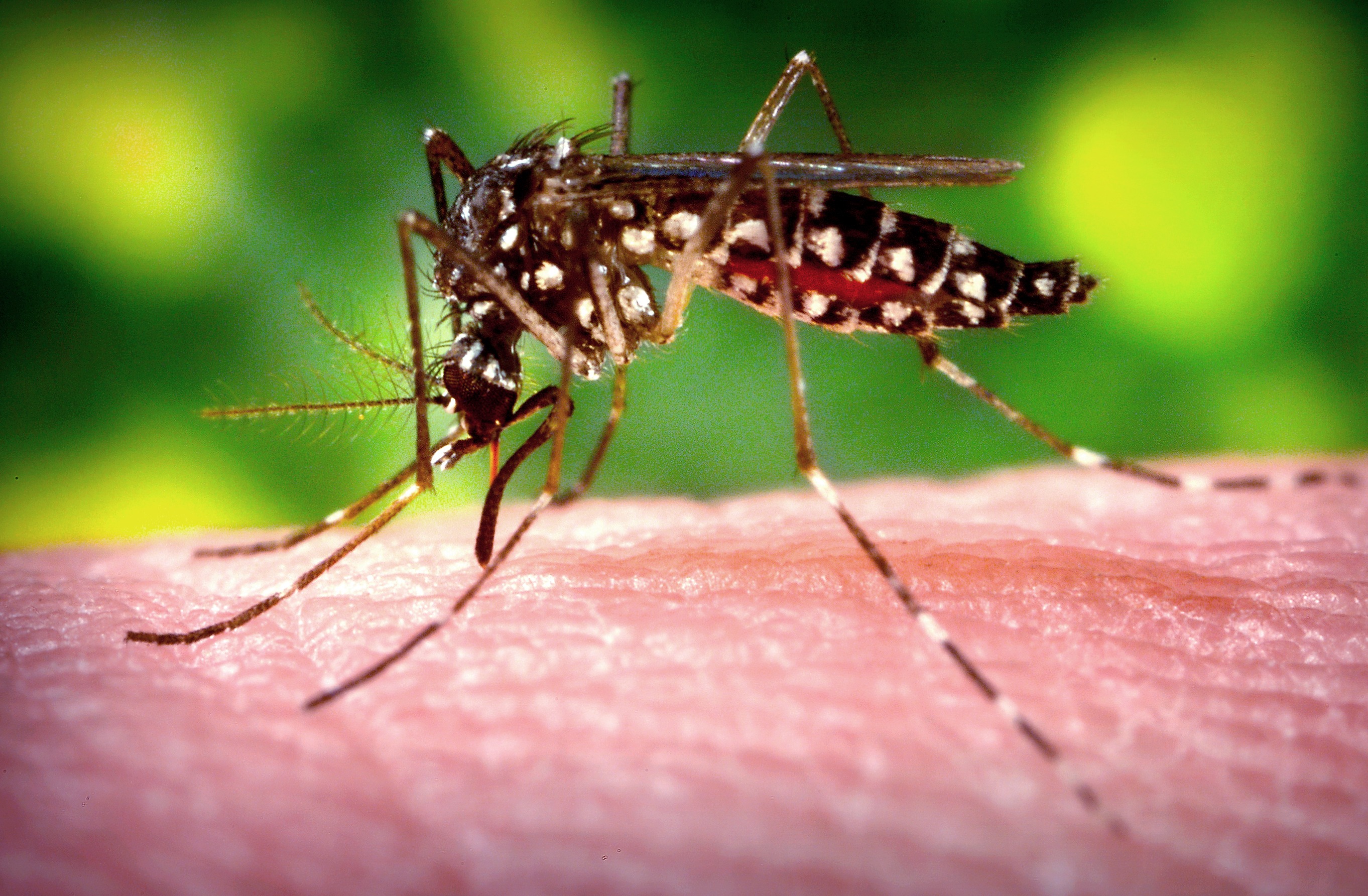 Travelers beware: It’s a big year for dengue