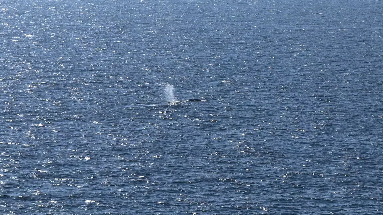 Timmy the stranded whale rescued after weekslong effort