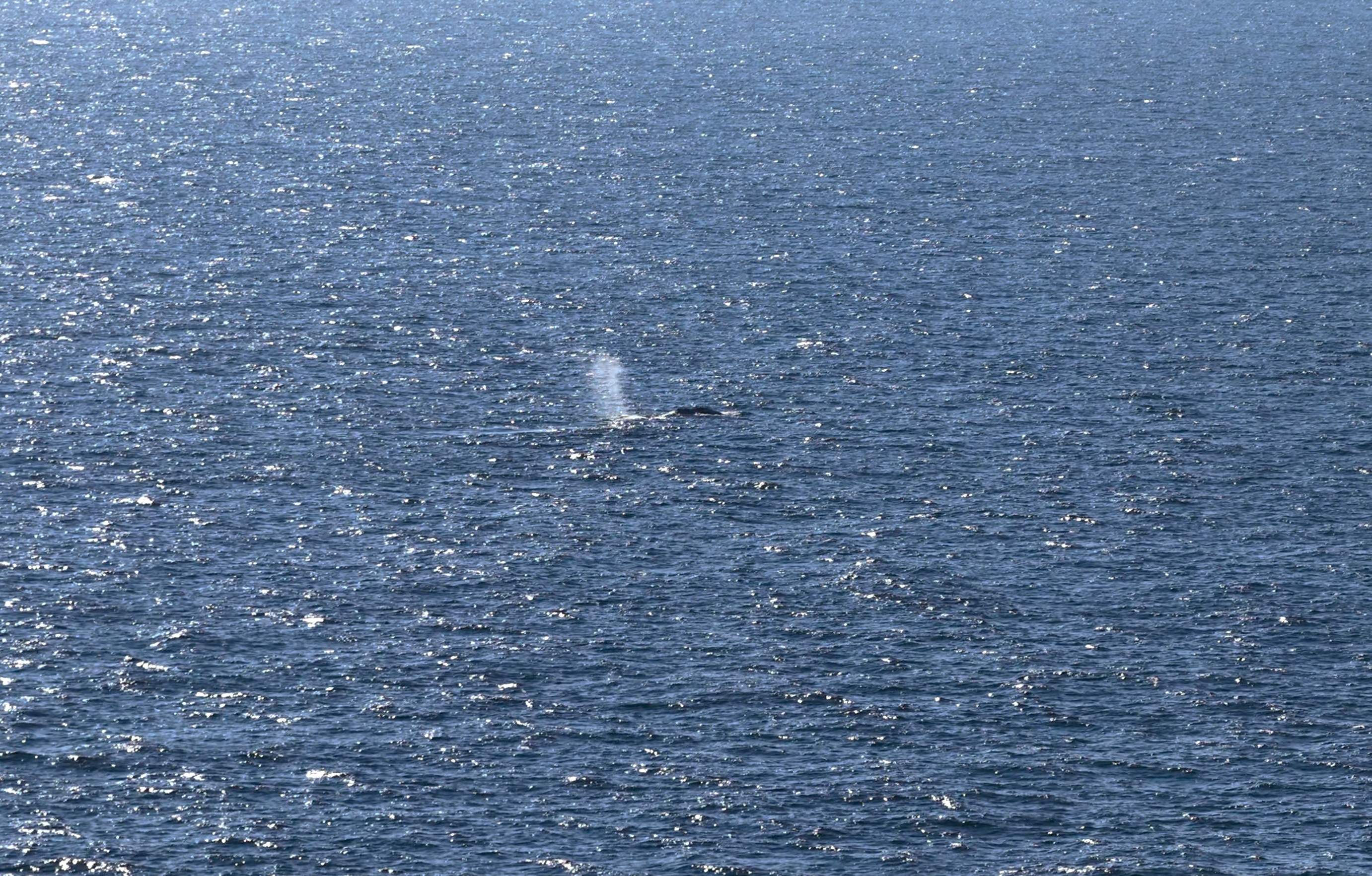 An aerial photo taken on May 2, 2026 shows Timmy, the rescued humpback whale, offshore near Skagen after being released from a barge. The whale was first spotted stuck on a sandbank on March 23 near the city of Lübeck before freeing itself and then becoming stuck again several times.