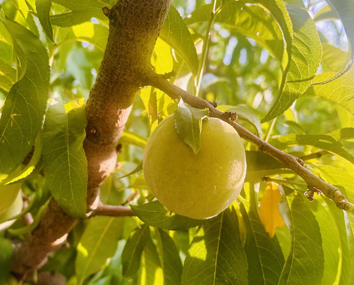 A Palisade peach grows in July, 2025. Farmers in the area are concerned about an invasive mussel clogging their irrigation systems.