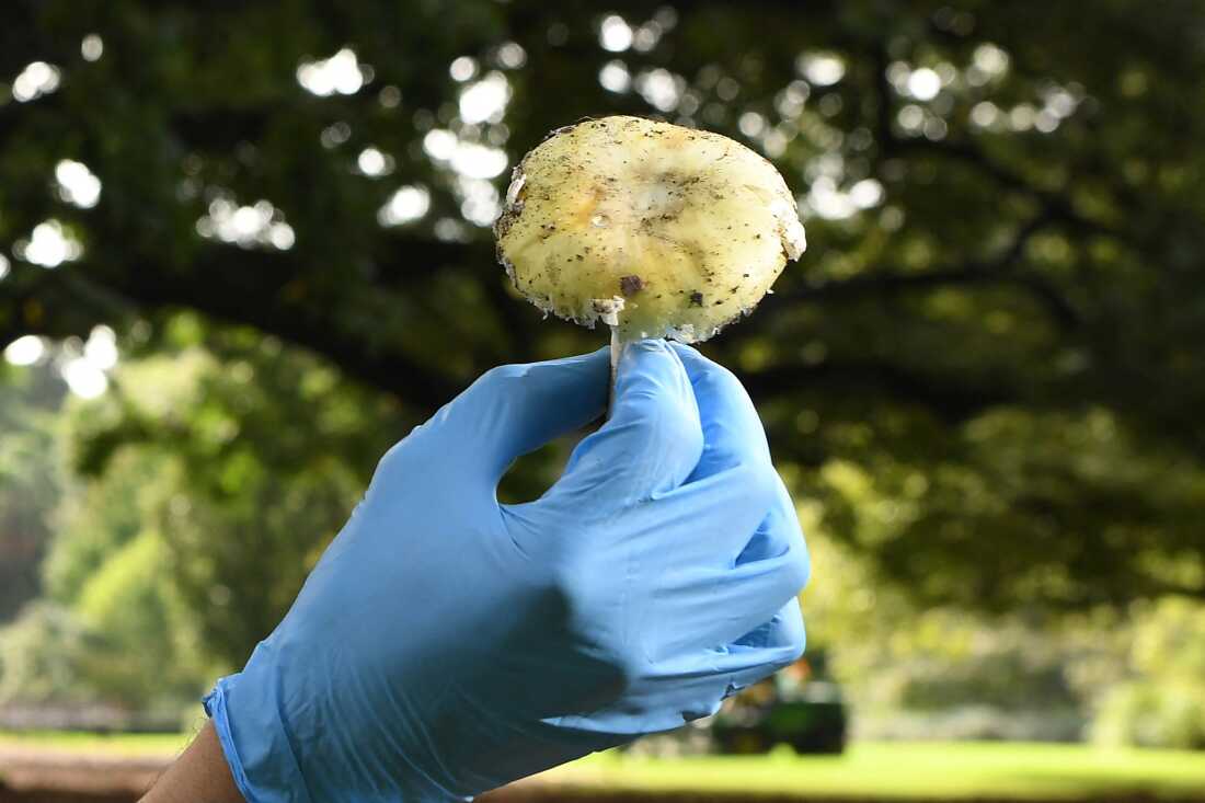 A gloved hand holds a poisonous death cap mushroom.