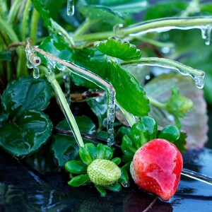A protective coating of ice clings to a strawberry plant in sub-freezing temperatures at a field on Friday in Plant City, Fla.