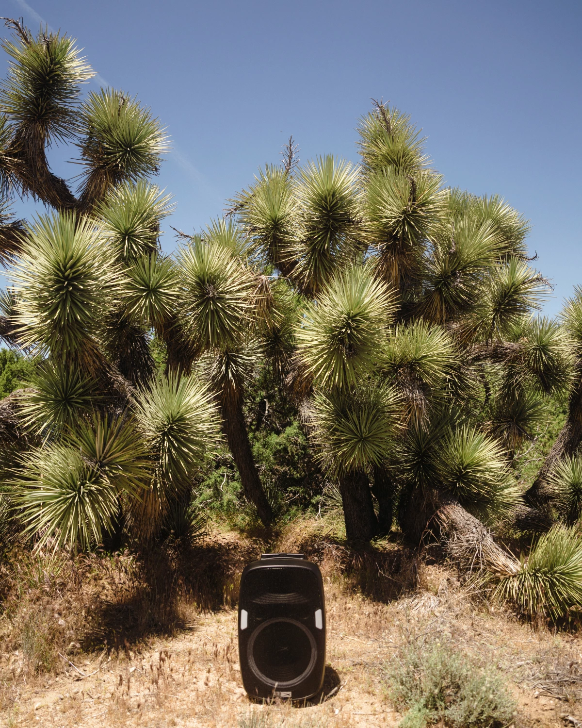 Kildall's speaker sits next to several Joshua trees.