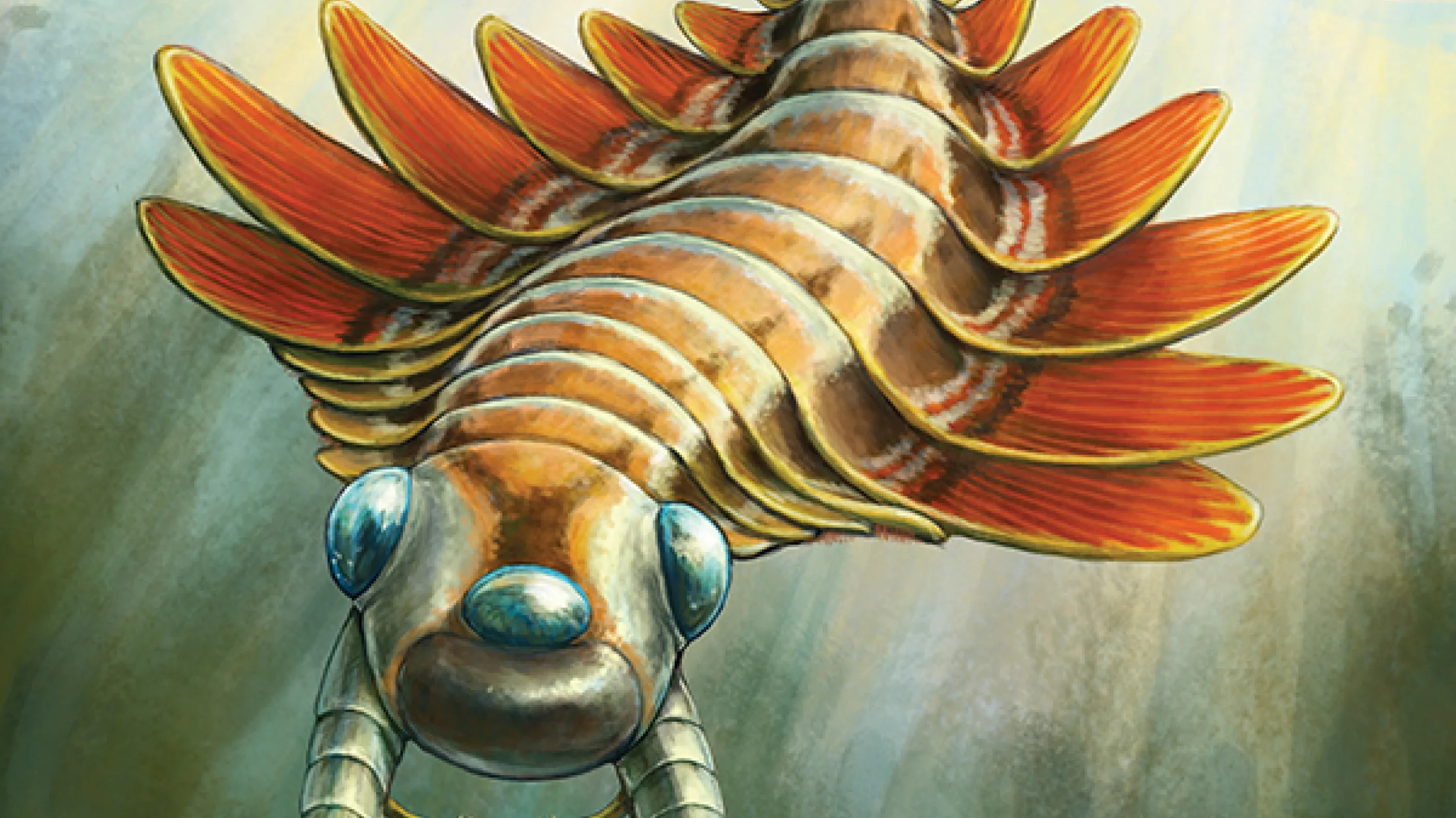 A reconstruction of Mosura fentoni, an extinct sea creature from more than 500 million years ago.