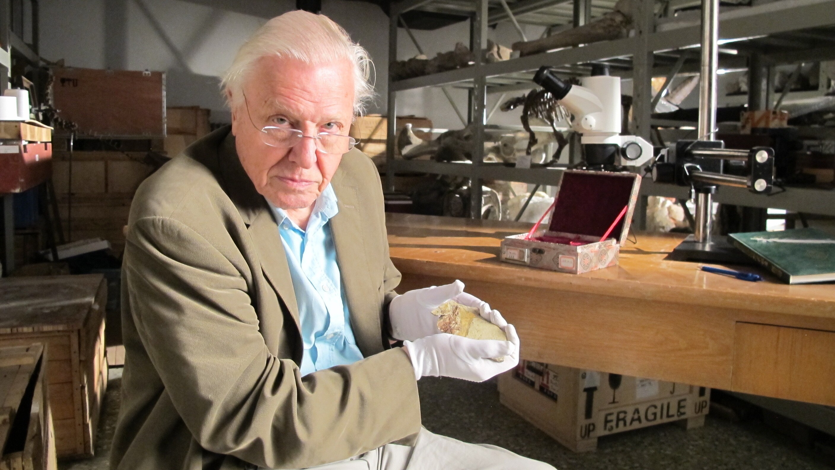 Sir David Attenborough at the Beijing Museum of Natural History with fossil of Juramaia, as featured in the Smithsonian Channel series Rise of Animals: Triumph of the Vertebrates.