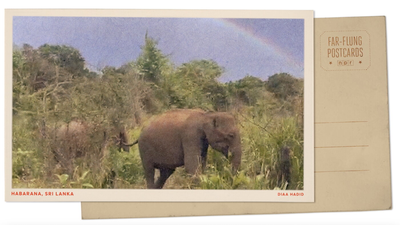 Greetings from a wildlife park in central Sri Lanka that's a haven for elephants