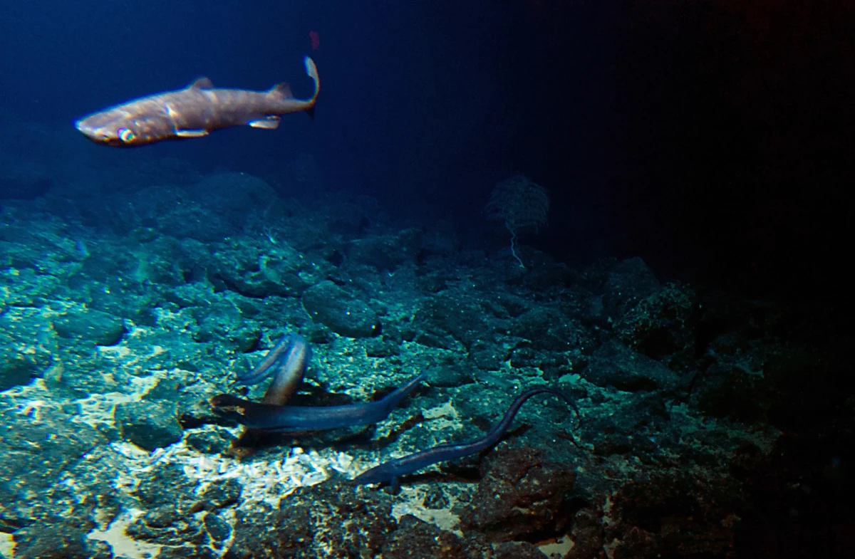A deep sea shark and several eels are attracted to bait placed at the summit of the Cook seamount, as seen from the Pisces V submersible during a dive to the previously unexplored seamount off the coast of Hawaii's Big Island on Sept. 6, 2016.