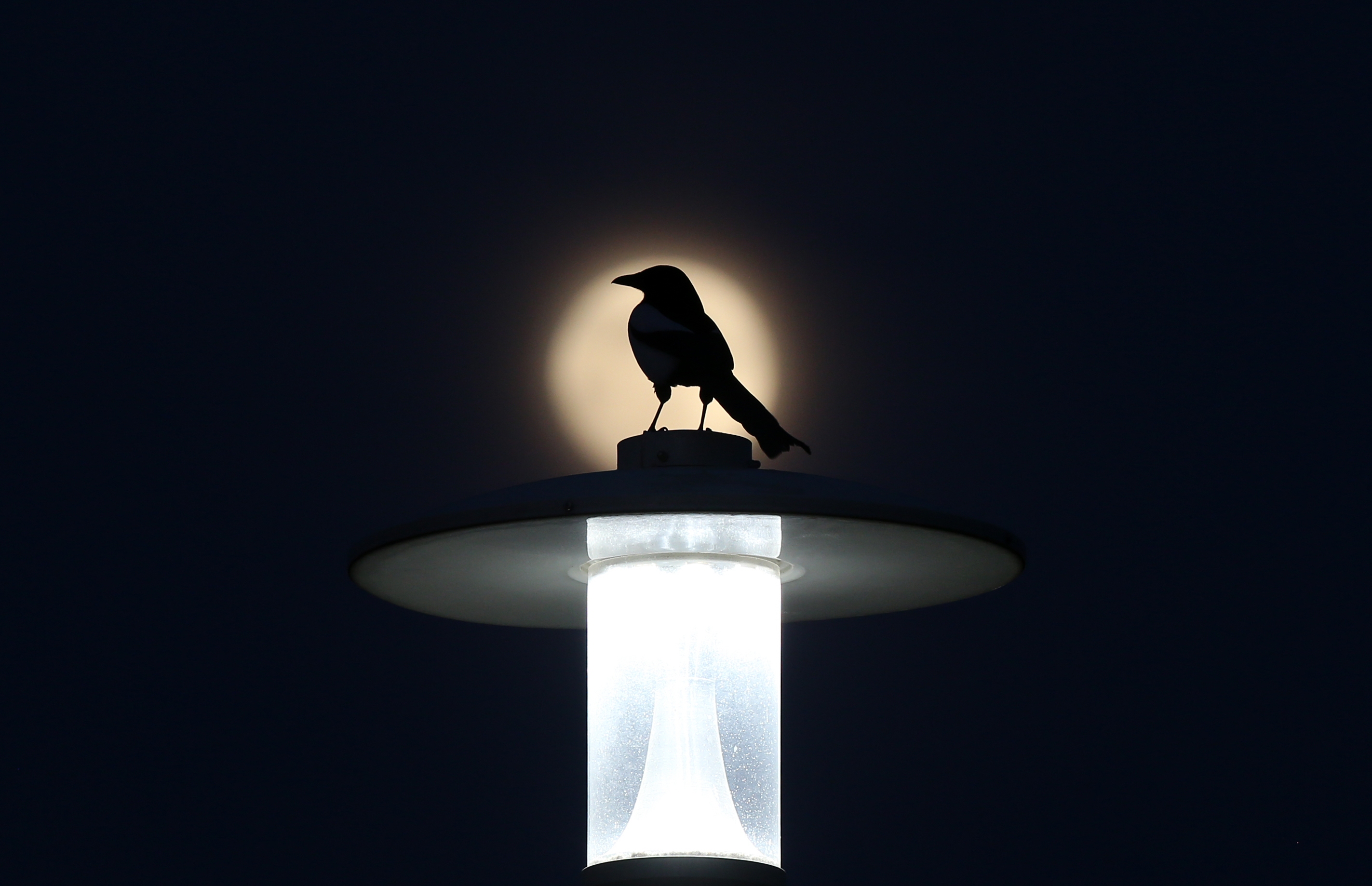 A new study finds that light pollution makes birds