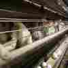 Chickens stand in their cages at a farm in 2009, near Stuart, Iowa. Millions of chickens have been culled in Iowa, Colorado and other states in the current H5N1 bird flu outbreak.