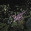 The new clouded tiger-cat, Leopardus pardinoides, in Colombia in 2021.