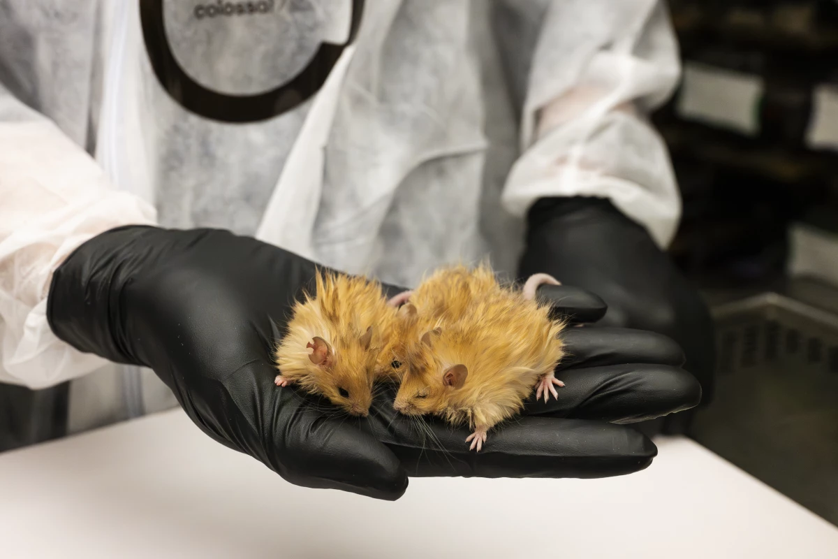 A woolly mouse, a breed created by scientists using genetic engineering. The development is a first step toward reviving a version of the extinct woolly mammoth.