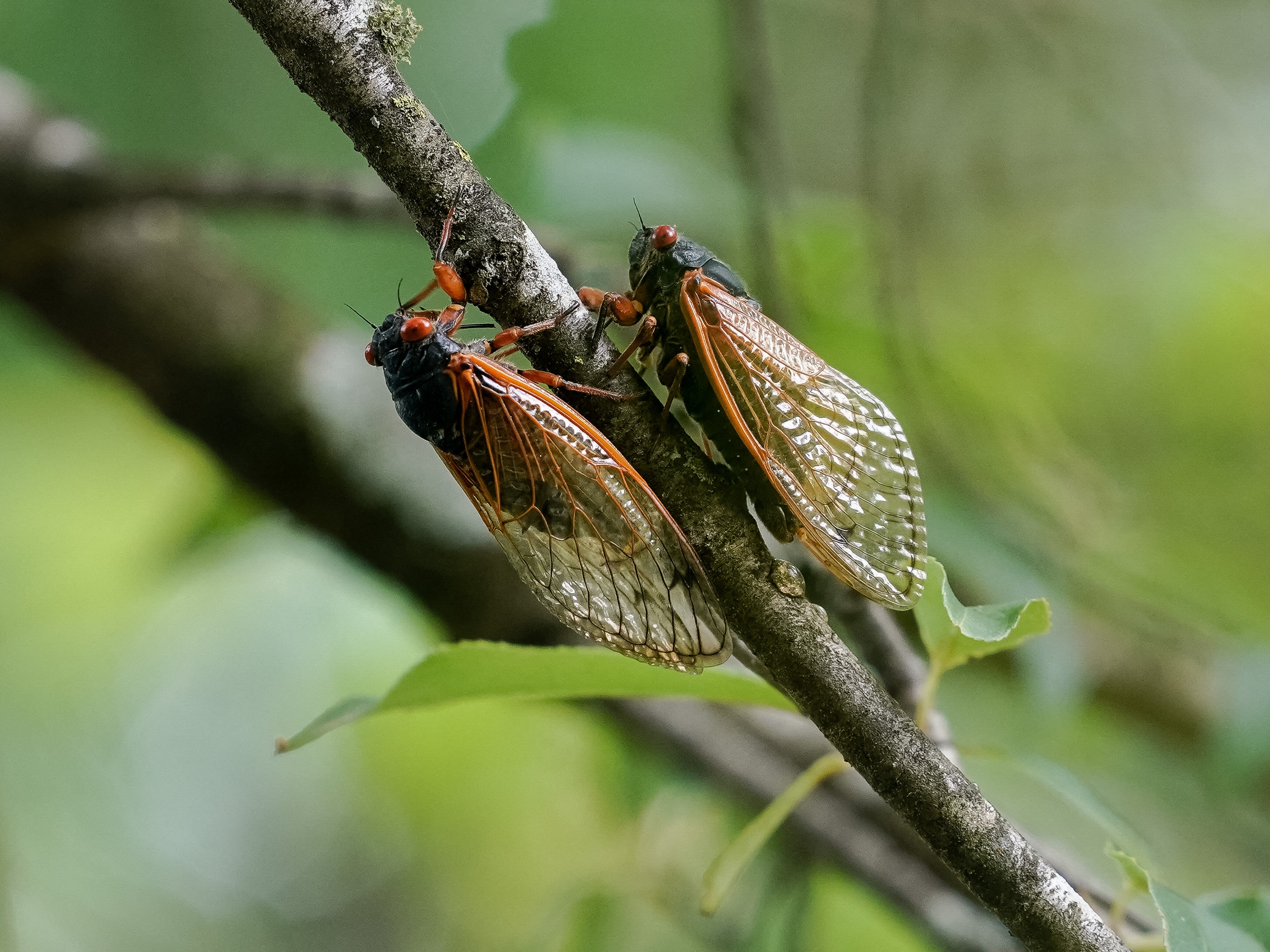 A fungus turning cicadas into horny zombies — but don’t panic A fungus turning cicadas into horny zombies — but don’t panic