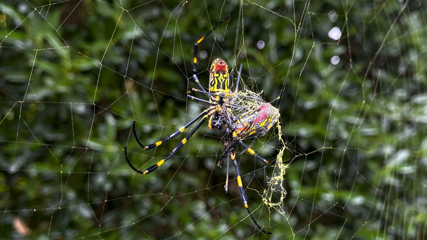 Joro Spiders Anticipated to Spread Across the US: NPR Joro Spiders Anticipated to Spread Across the US: NPR