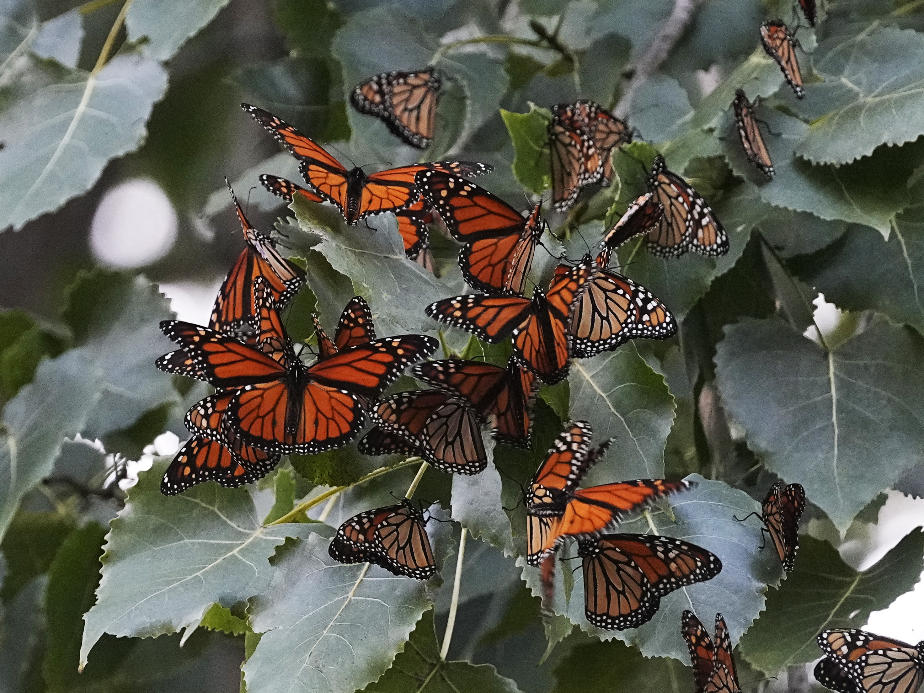 Monarch butterflies will get federal protections as a threatened species |  KPBS Public Media, image size:2945x2209
