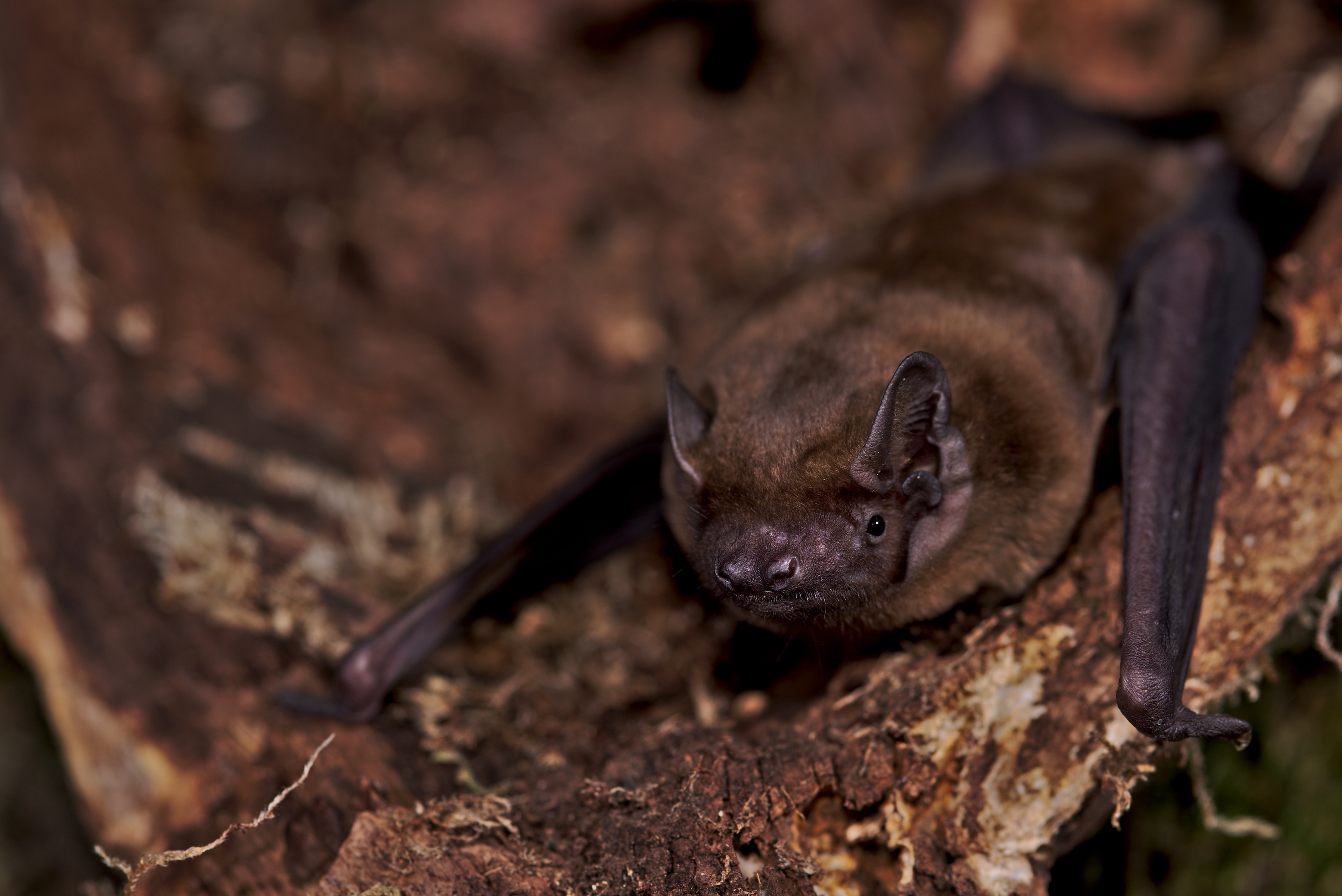 A common noctule bat.
