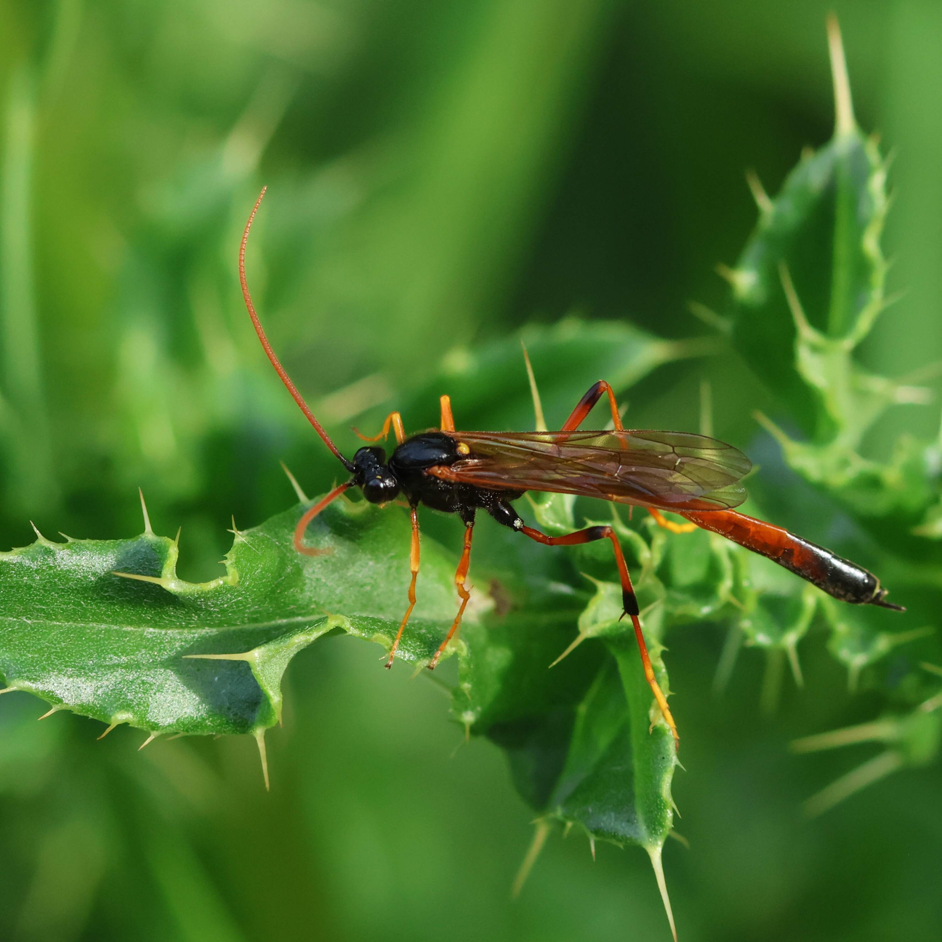 Plot twist: We're probably way undercounting insects on Earth Episode cover