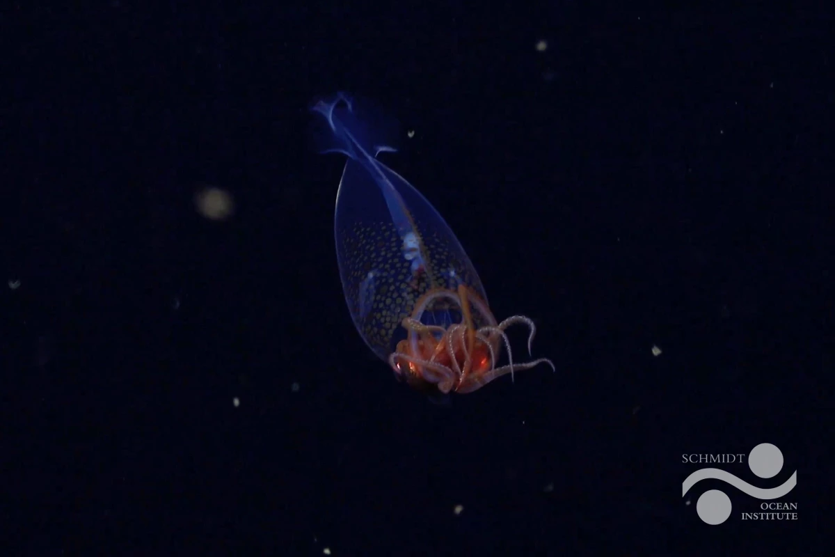 This is the first confirmed live observation of the colossal squid, Mesonychoteuthis hamiltoni, in its natural habitat. The team on Schmidt Ocean Institute's Research Vessel Falkor captured footage of the nearly one foot squid at a depth of 1,968 feet, using their remotely operated vehicle 'SuBastian' on March 9, during an Ocean Census flagship expedition searching for new marine life.