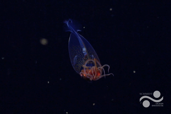 This is the first confirmed live observation of the colossal squid, Mesonychoteuthis hamiltoni, in its natural habitat. The team on Schmidt Ocean Institute's Research Vessel Falkor captured footage of the nearly one foot squid at a depth of 1,968 feet, using their remotely operated vehicle "SuBastian" on March 9, during an Ocean Census flagship expedition searching for new marine life.