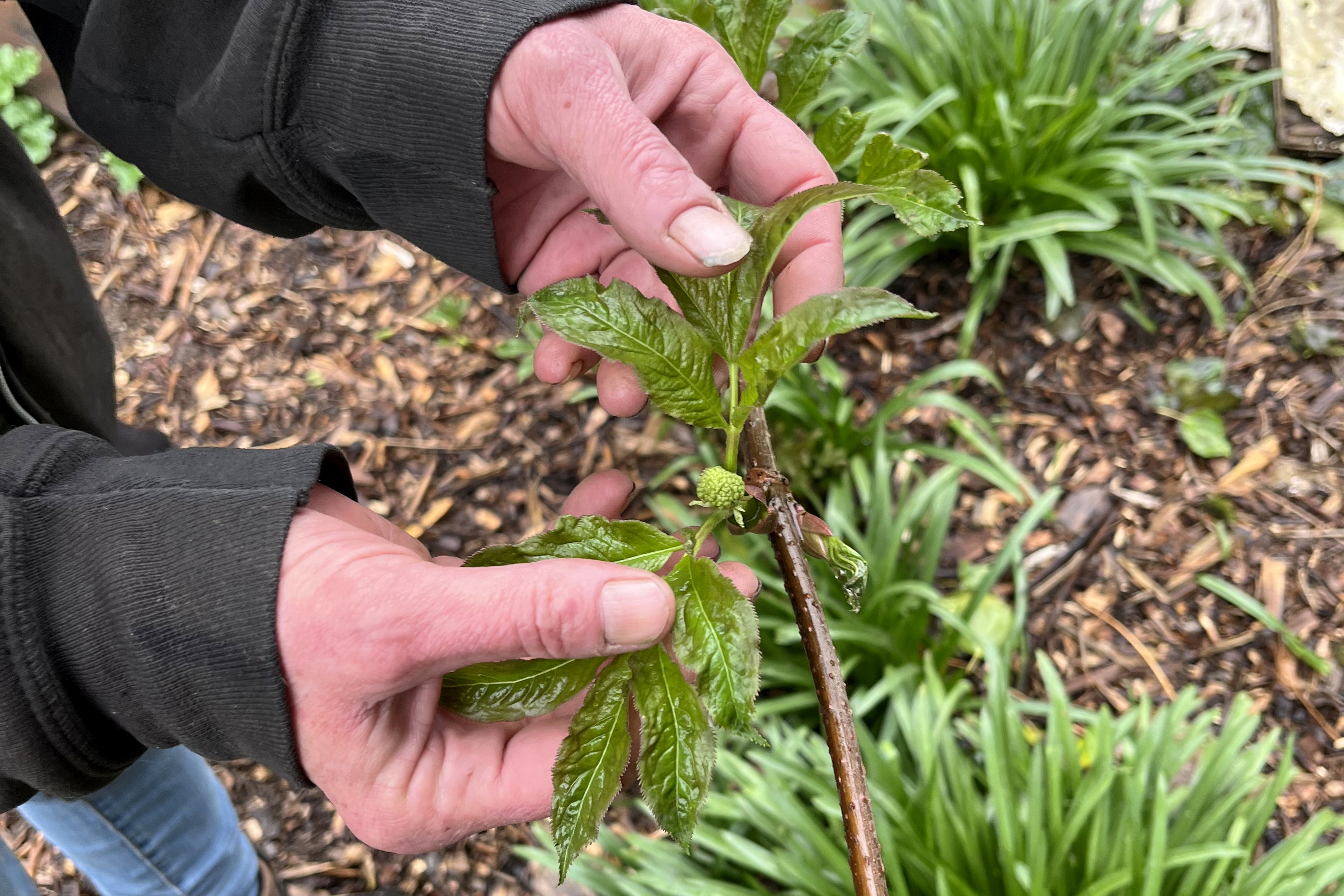 Why a decades-old forest planting practice from Japan is gaining traction in the U.S.
