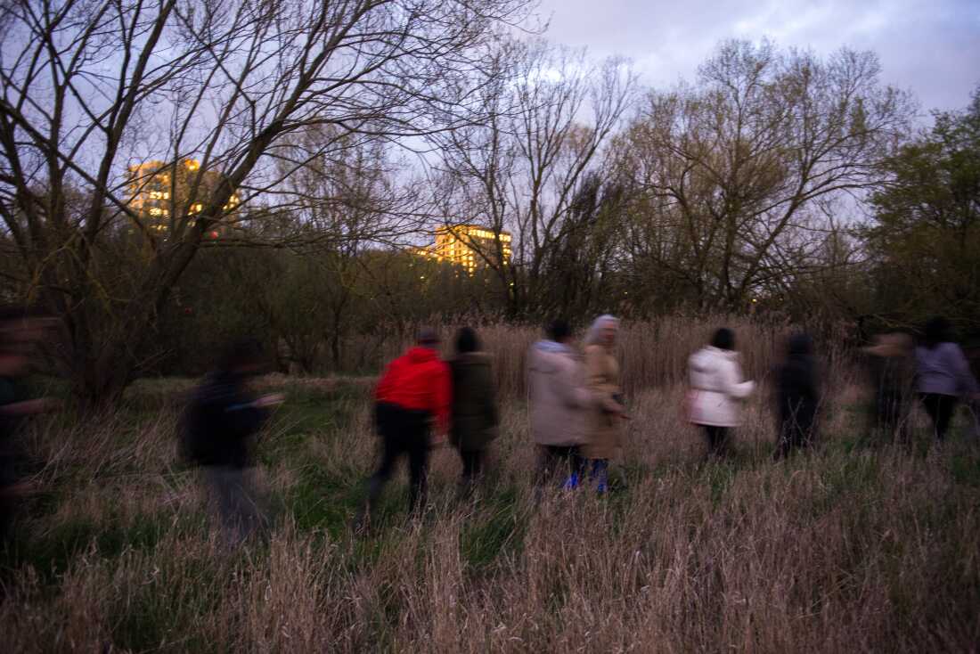 Participants on a guided tour of a new beaver habitat walk in a line through tall grass in the Paradise Fields nature reserve.