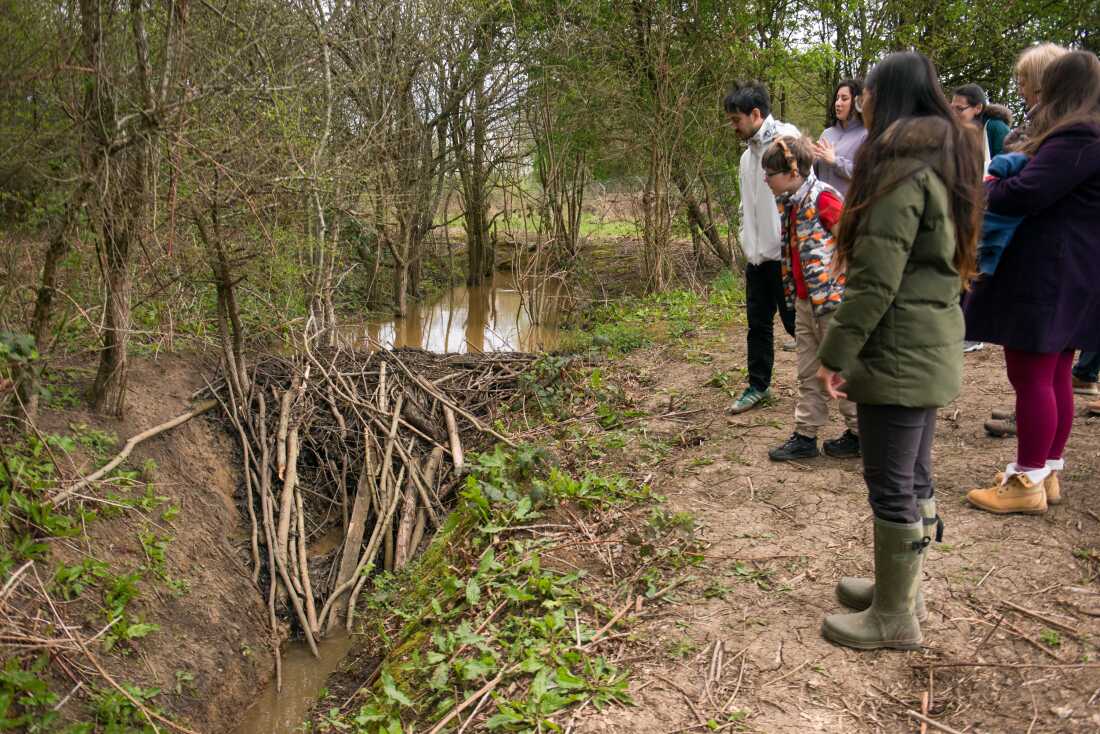 Participants of a guided tour peer over the edge of a stream that beavers have dammed by clustering sticks together.