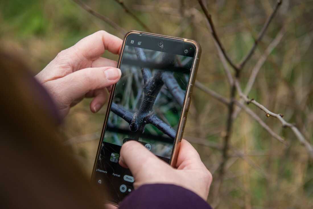How British beavers help fight flooding from climate change : NPR