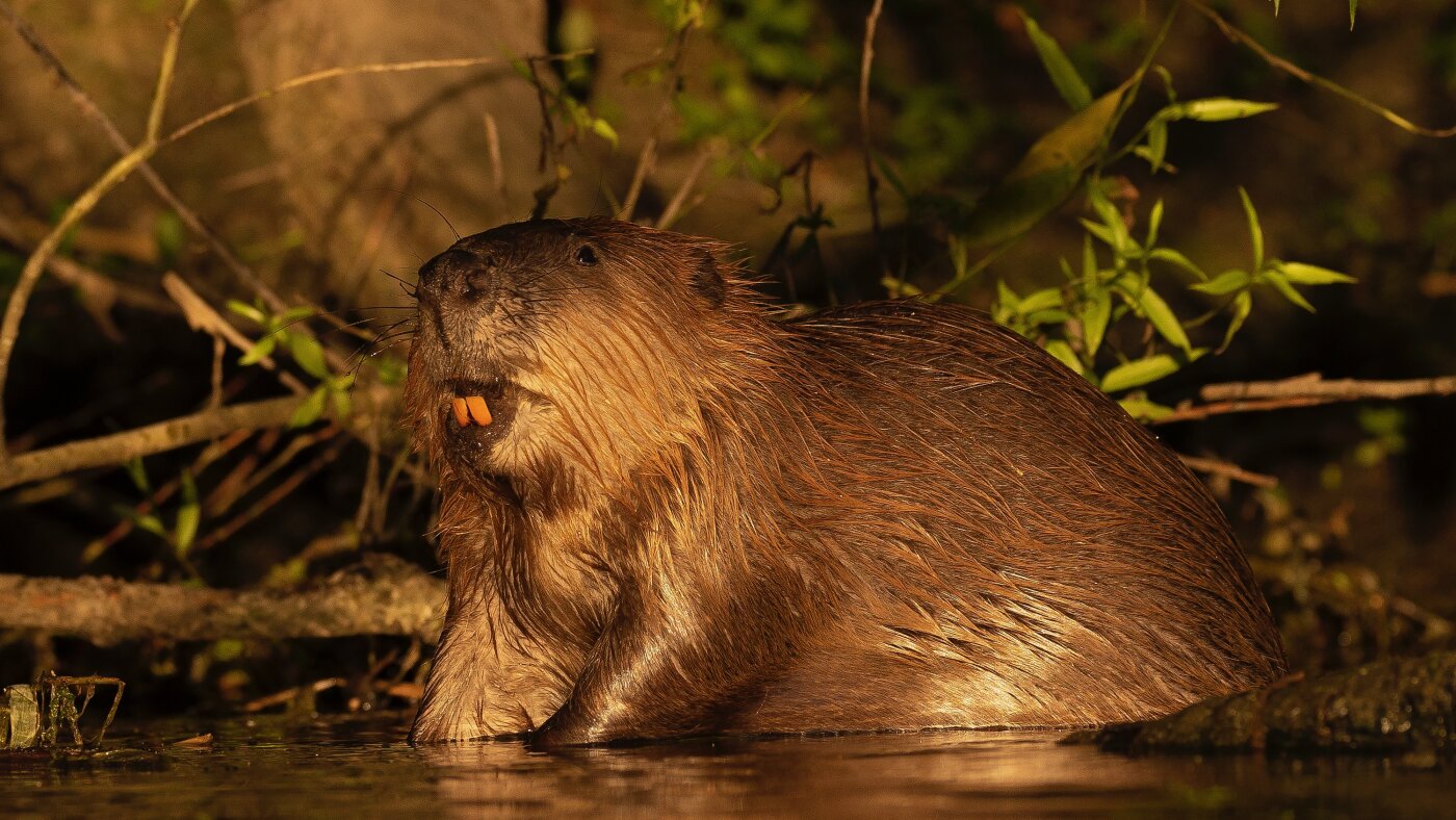 Hot Dam: Why beavers are Britain's new climate heroes