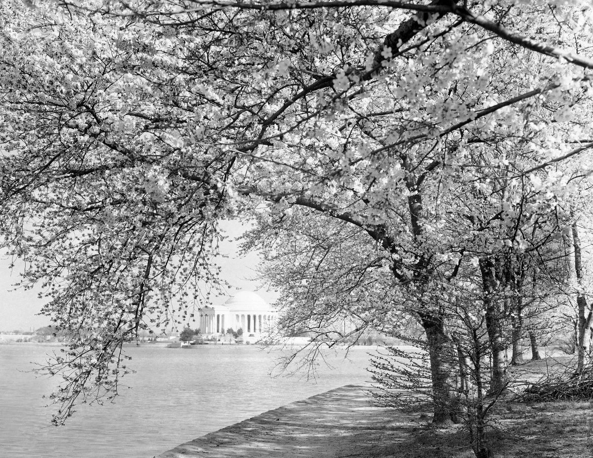 Cherry blossoms at the Tidal Basin in Washington on March 31, 1943.