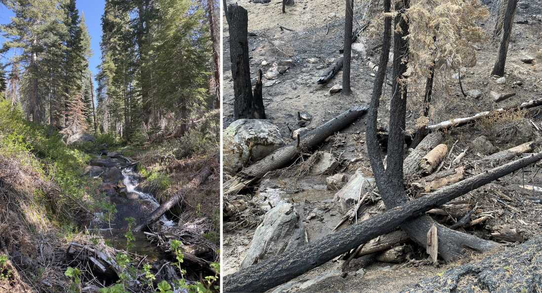 In the Teakettle Experimental Forest, researchers studied forest systems and water dynamics among the old-growth trees (left).