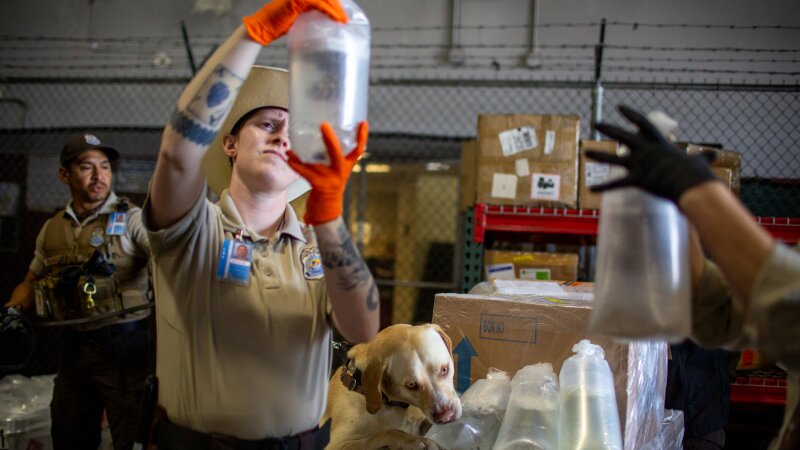 FWS Inspector Mac Elliot looks over a legal shipment while Braxton, a dog trained to smell heavily trafficked wildlife like reptiles and animal parts like ivory, enthusiastically does his job. Wildlife trafficking is one of the largest and most profitable crime sectors in the world. Estimates of its value range from $7-23 billion annually.