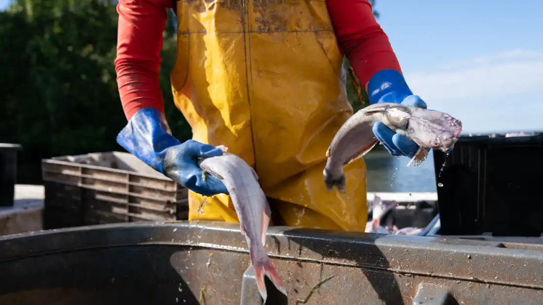 A fisherman sorts through a bucket of fish in the late morning light. Invasive blue catfish are a problem in the Chesapeake Bay and its tributaries, preying on native seafood like the blue crab. To help keep them in check, local school children are eating catfish for lunch.