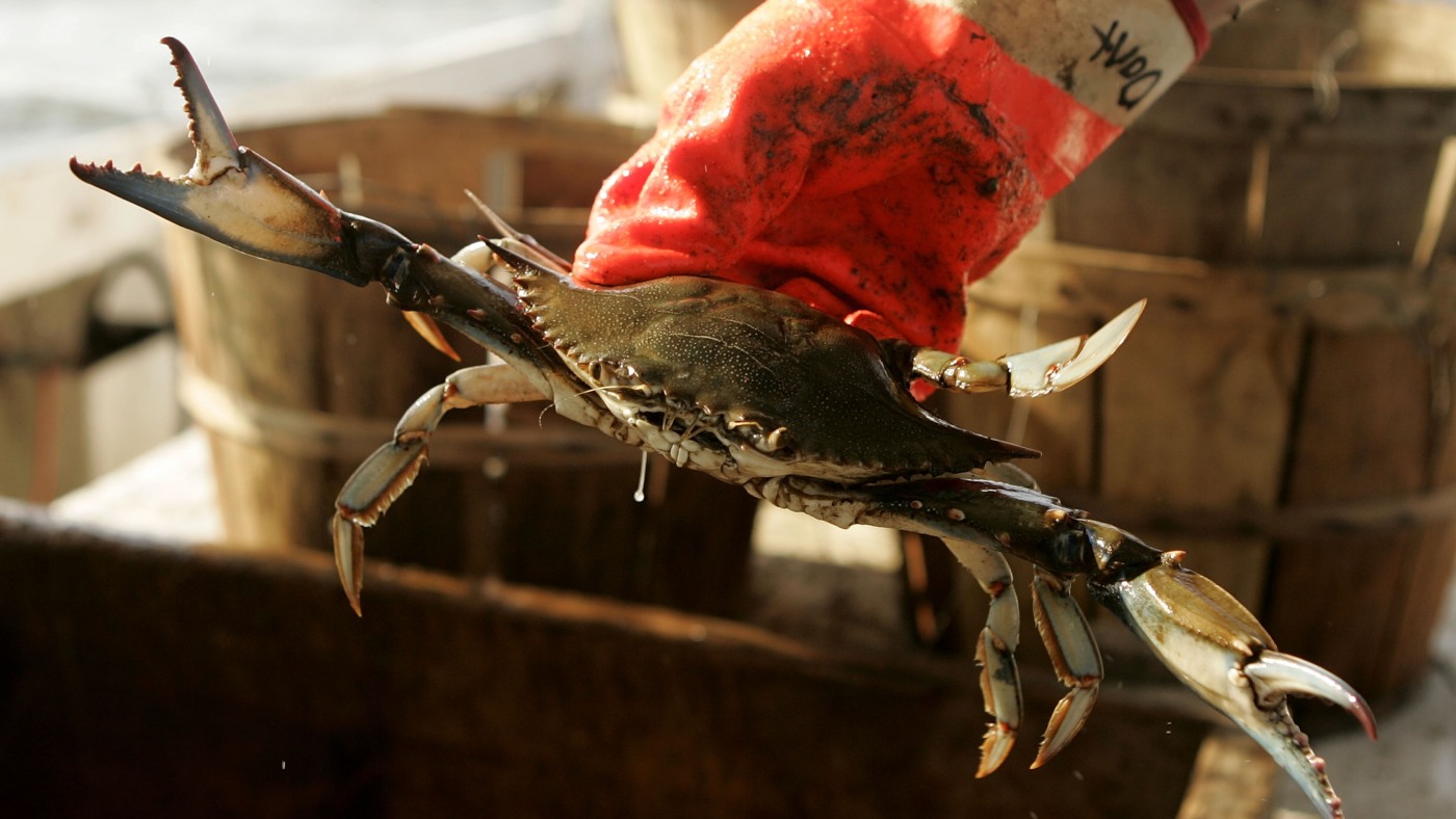 Chesapeake Bay’s blue crab population and winter dredging : NPR