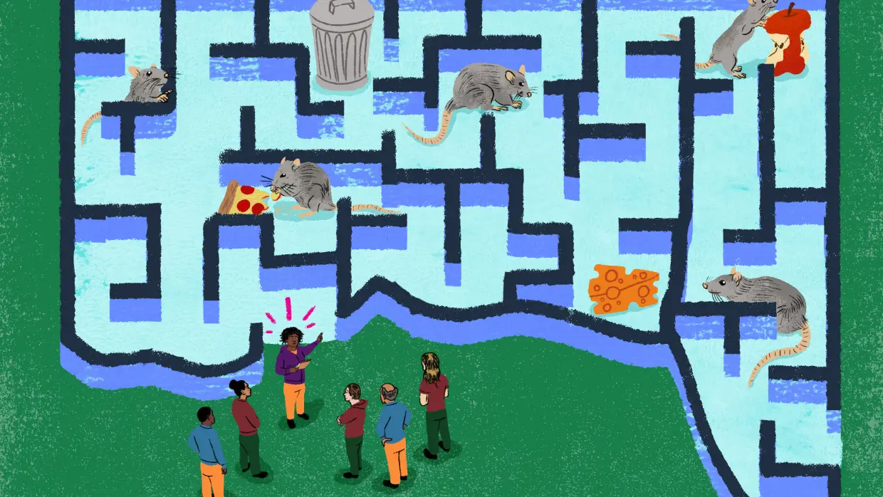 How to limit the rat numbers? Train the humans
