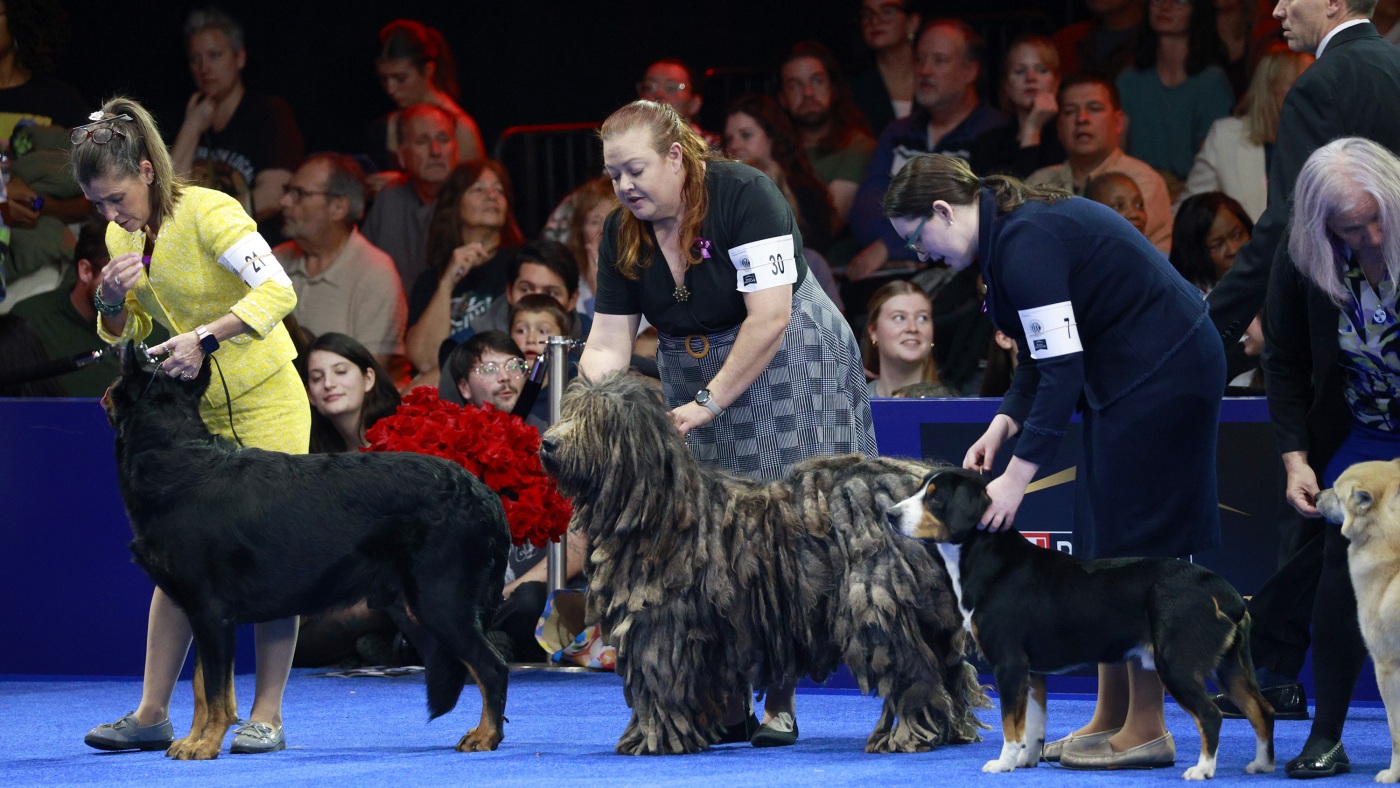 Belgian sheepdog Soleil wins prime prize at Nationwide Canine Present : NPR Belgian sheepdog Soleil wins prime prize at Nationwide Canine Present : NPR