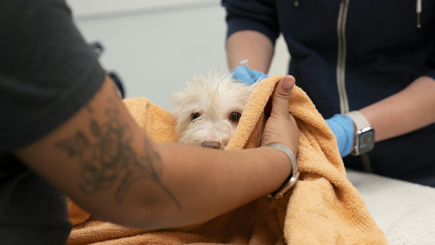 Animal rescue groups help Los Angeles pets : The Picture Show : NPR