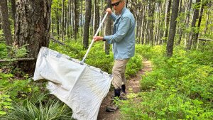 Carroll College Professor of Biology Grant Hokit drags a white cloth through brush outside of Condon, MT looking for ticks. Hokit surveys for ticks statewide for the Montana health department.