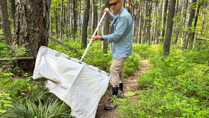 Carroll College Professor of Biology Grant Hokit drags a white cloth through brush outside of Condon, MT looking for ticks. Hokit surveys for ticks statewide for the Montana health department.