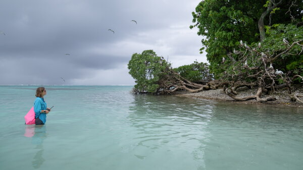 A woman wearing a long blue shirt stands in the water and looks over at land with a tree filled with birds. 